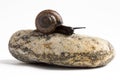 Grapevine snail on stack of spa stones against white background