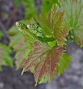 Grapevine starting to grow small grapes
