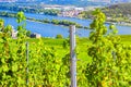 Grapevine steel pole and rows of vineyards green fields landscape with grape trellis on river Rhine Valley