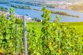 Grapevine steel pole and rows of vineyards green fields landscape with grape trellis on river Rhine Valley