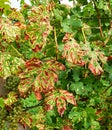 Grapevine stripe diseas eesca appear as dark red or yellow stripes on leaves
