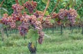 Grapevine,Tramin,south Tyrolean Wine Route,Italy Royalty Free Stock Photo
