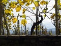 Grapevine tree growing in autumn season