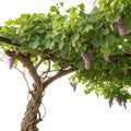 Grapevine tree isolated on white background Royalty Free Stock Photo