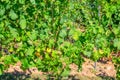 Grapevine trees with grapes and leaves on trellis with steel pole in vineyards green fields Royalty Free Stock Photo