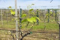 Grapevine trunk sprouting new growth Royalty Free Stock Photo