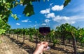 Grapevine under white clouds and wine glass in hand of farmer. Cheers at sunny day in green vineyard area Royalty Free Stock Photo