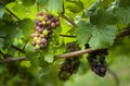 Grapevine with unripe green and blue grapes. German vineyard