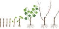 Grapevine vegetative reproduction scheme. Growth stages from propagule stem cutting to young rooted grapevine plant