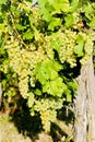 grapevine in vineyard, Alsace, France Royalty Free Stock Photo