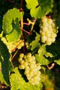 grapevine in vineyard, Alsace, France Royalty Free Stock Photo