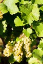 grapevine in vineyard, Alsace, France Royalty Free Stock Photo