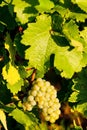 grapevine in vineyard, Alsace, France Royalty Free Stock Photo