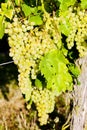 grapevine in vineyard, Alsace, France