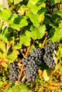 grapevine in vineyard, Burgundy, France