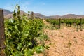 Grapevine in Vineyard in Ensenada, Mexico with Mountains Royalty Free Stock Photo