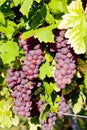 grapevine in vineyard & x28;gewurztraminer& x29;, Alsace, France