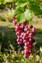 grapevine in vineyard & x28;gewurztraminer& x29;, Alsace, France