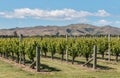 Grapevine in vineyard in Marlborough region, New Zealand