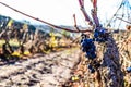 Grapevine vineyard pruning time. Last grape bunch cluster Royalty Free Stock Photo