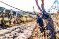 Grapevine vineyard pruning time. Last grape bunch cluster