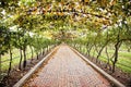 Grapevine walkway Royalty Free Stock Photo