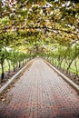 Grapevine walkway Royalty Free Stock Photo