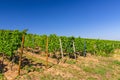 Grapevine wooden pole and rows of vineyards green fields landscape with grape trellis on river Rhine Valley