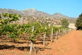 Grapevines by Agia Triada monastery, Crete. Royalty Free Stock Photo