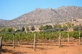 Grapevines by Agia Triada monastery, Crete. Royalty Free Stock Photo