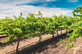 Grapevines in Barossa valley Royalty Free Stock Photo
