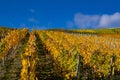 Grapevines with brightly colored autumn leaves in the sunshine Royalty Free Stock Photo