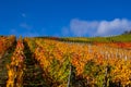Grapevines with brightly colored autumn leaves in the sunshine Royalty Free Stock Photo