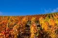 Grapevines with brightly colored autumn leaves in the sunshine Royalty Free Stock Photo