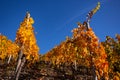 Grapevines with brightly colored autumn leaves in the sunshine Royalty Free Stock Photo