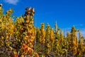 Grapevines with brightly colored autumn leaves in the sunshine Royalty Free Stock Photo