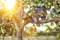 Grapevines with Bunches of Grapes Royalty Free Stock Photo