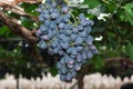 Grapevines with Bunches of Grapes Royalty Free Stock Photo