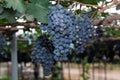 Grapevines with Bunches of Grapes Royalty Free Stock Photo