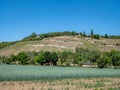 Grapevines in the Burgenlandkreis Saale Germany