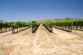 Grapevines in California