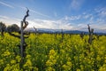 Grapevines in California wine country Royalty Free Stock Photo