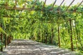 Grapevines cover the trellises along the pathway of Qingnian Lu, Turpan, Xinjiang