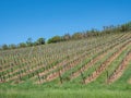 Grapevines in Freyburg an der Unstrut