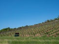 Grapevines in Freyburg an der Unstrut Germany