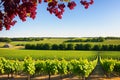 grapevines in front of a feild.