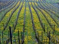 Grapevines full of dandelions Royalty Free Stock Photo