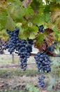 Grapevines and grapes ready for harvest in California wine country Royalty Free Stock Photo