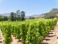 Grapevines growing in neat rows on a vineyard near Franschhoek Royalty Free Stock Photo