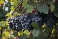 Grapevines heavy with clusters of ripe fruit